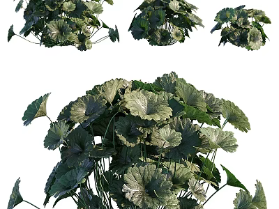 Lush Green Shrub with Dense Vibrant Foliage and Healthy Leaf Structure 3d model