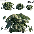 Lush Green Shrub with Dense Vibrant Foliage and Healthy Leaf Structure