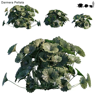 Lush Green Shrub with Dense Vibrant Foliage and Healthy Leaf Structure 3d model
