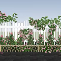 Climbing Vines With Pink Flowers Covering White Picket Fence In Outdoor Garden Space