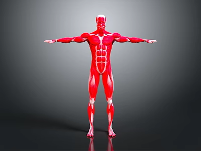 Detailed Human Muscle Anatomy 3D Model In Red With Open Arms Pose 3d model