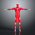Detailed Human Muscle Anatomy 3D Model In Red With Open Arms Pose