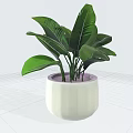 Potted Plant With Lush Green Leaves In White Ceramic Pot For Indoor Decoration