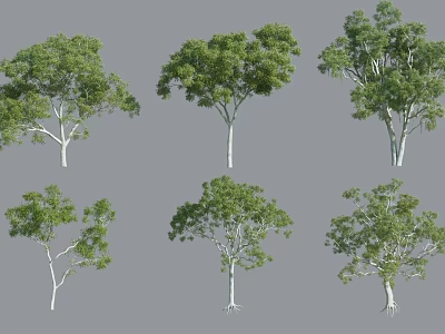 Various Arbor Trees With Different Shapes Green Leaves And White Trunks 3d model