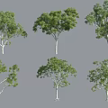Various Arbor Trees With Different Shapes Green Leaves And White Trunks 3d model
