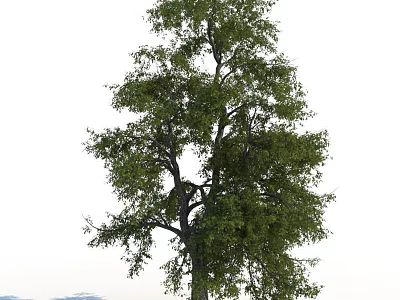 Tall Arbor With Lush Green Leaves And Thick Trunk Mountain Backdrop 3d model