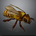Detailed Illustration Of A Honey Bee With Transparent Wings And Striped Body