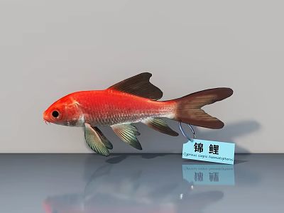 Vibrant Red Koi Fish With Green Fins Brown Tail And Reflection On Smooth Surface 3d model