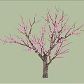 Pink Flowering Arbor With Beautiful Blossoms Blue Sky And White Clouds