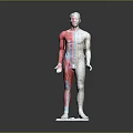 Human Body Model Showing Anatomical Organs And Hair Structure Left Right Comparison