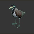 bird bird bird bird game animal cartoon animal animal realistic animal 3d model