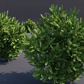 Healthy Lush Green Shrubs With Dense Foliage For Garden Landscaping Design