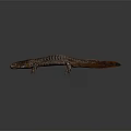 Brown Salamander With Textured Skin And Extended Limbs On Dark Background 3d model
