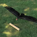 Black Vulture Flying Over Green Grass With Log Under Blue Sky
