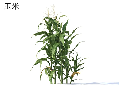 Healthy Corn Plant With Green Leaves And Tall Stalks In Growth 3d model