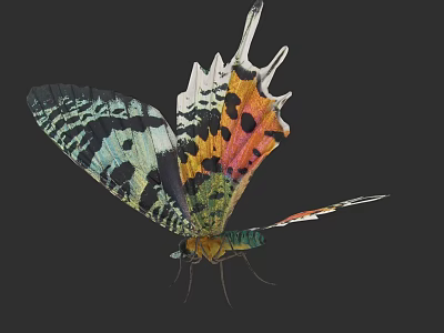 Vibrant Butterfly Showcasing Colorful Intricate Patterned Wings And Unique Tail 3d model