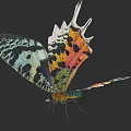 Vibrant Butterfly Showcasing Colorful Intricate Patterned Wings And Unique Tail