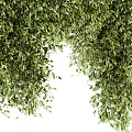 Lush Green Leafy Shrubs With Hanging Branches For Garden Landscaping Decor