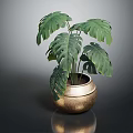 Monstera Plant With Large Green Leaves In Golden Textured Pot On Shiny Surface