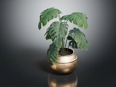 Monstera Plant With Large Green Leaves In Golden Textured Pot On Shiny Surface 3d model