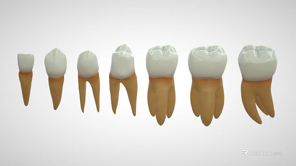 Human Tooth Organ Models Displaying White Crown And Brown Root Arranged In Order 3d model 