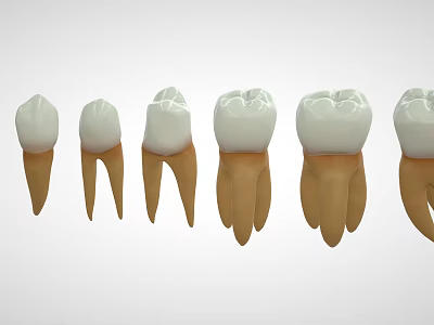 Human Tooth Organ Models Displaying White Crown And Brown Root Arranged In Order 3d model