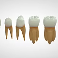 Human Tooth Organ Models Displaying White Crown And Brown Root Arranged In Order