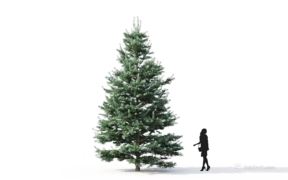 Tall Evergreen Tree With Lush Foliage And Black Silhouette Person Walking Nearby On White Background 3d model 