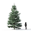 Tall Evergreen Tree With Lush Foliage And Black Silhouette Person Walking Nearby On White Background