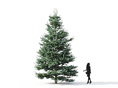 Tall Evergreen Tree With Lush Foliage And Black Silhouette Person Walking Nearby On White Background 3d model