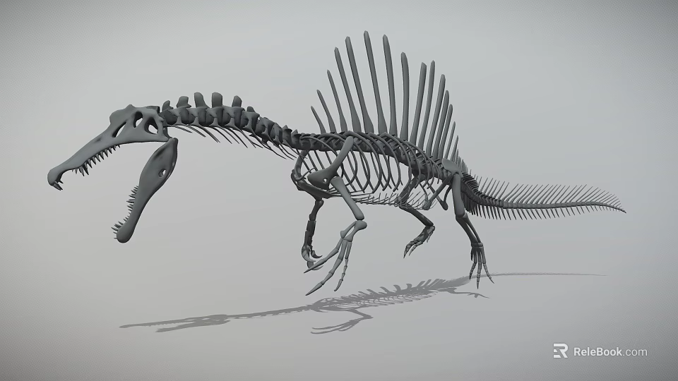Spinosaurus Dinosaur Skeleton With Prominent Spine And Detailed Bone Structure 3d model 