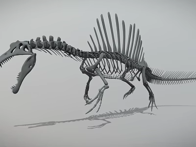 Spinosaurus Dinosaur Skeleton With Prominent Spine And Detailed Bone Structure 3d model