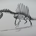 Spinosaurus Dinosaur Skeleton With Prominent Spine And Detailed Bone Structure