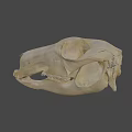 Detailed Animal Skull 3D Model In Science Lab For Anatomical Research