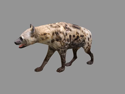 Realistic Spotted Hyena 3D Model With Open Mouth Walking Pose 3d model
