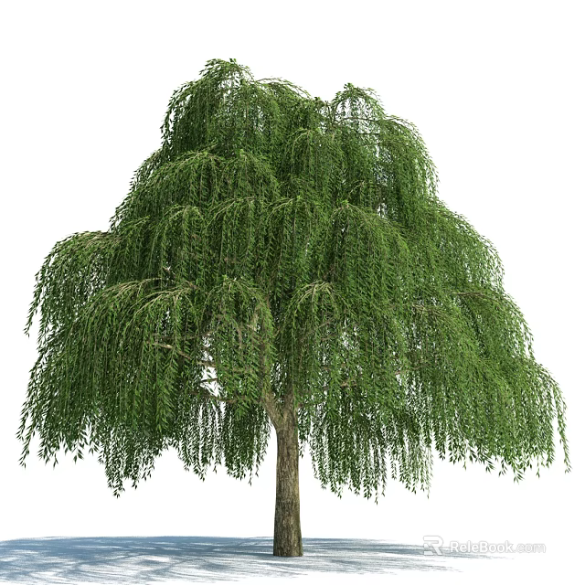 Graceful Weeping Willow Tree with Long Hanging Branches and Lush Green Foliage 3d model 