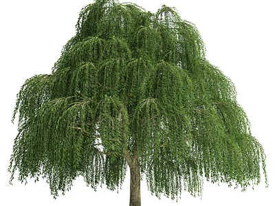 Graceful Weeping Willow Tree with Long Hanging Branches and Lush Green Foliage 3d model