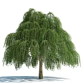 Graceful Weeping Willow Tree with Long Hanging Branches and Lush Green Foliage