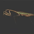 Praying Mantis A Flying Insect With Brown Green Body And Slender Legs On Dark Background