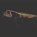 Modern mantis knife insect 3d model