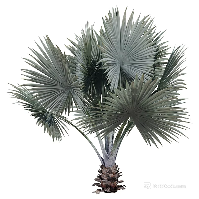 Lush Green Fan Palm Tree with Large Fan Shaped Leaves and Tropical Foliage 3d model 