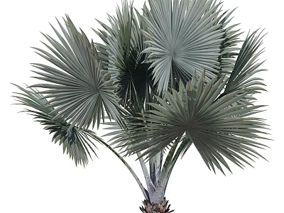 Lush Green Fan Palm Tree with Large Fan Shaped Leaves and Tropical Foliage 3d model