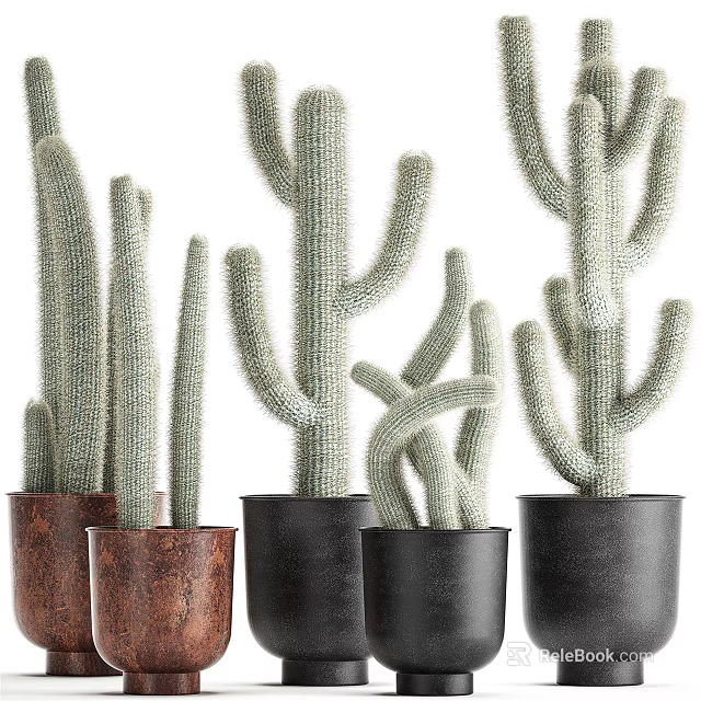 Potted Cactus Plants With Various Sizes Shapes In Brown Black Pots For Indoor Decor 3d model 