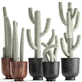 Potted Cactus Plants With Various Sizes Shapes In Brown Black Pots For Indoor Decor