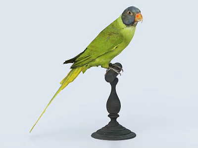 Green parrot with blue head and orange beak perched on black stand 3d model