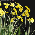 Vibrant Yellow Flowers Blooming With Lush Green Grass In Natural Scene