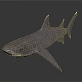 Realistic 3D Model Shark With Purple Gray Color And Shiny Surface On Dark Background