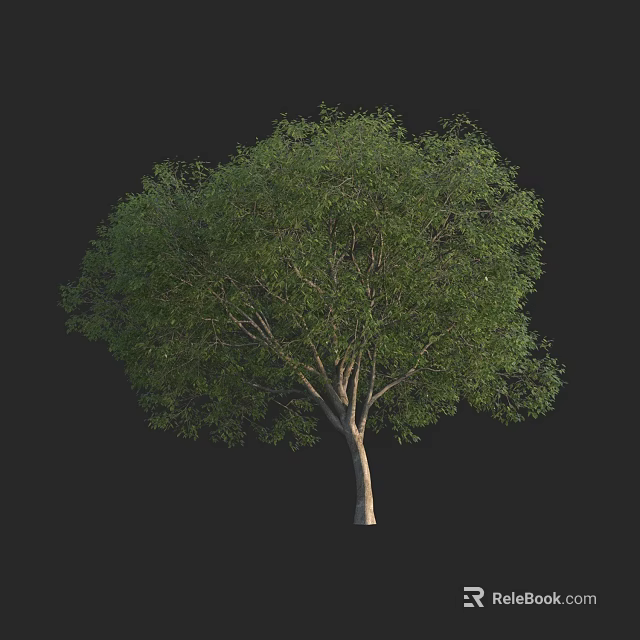 Lush Green Arbor Tree With Thick Trunk And Dense Foliage In Isolated View 3d model