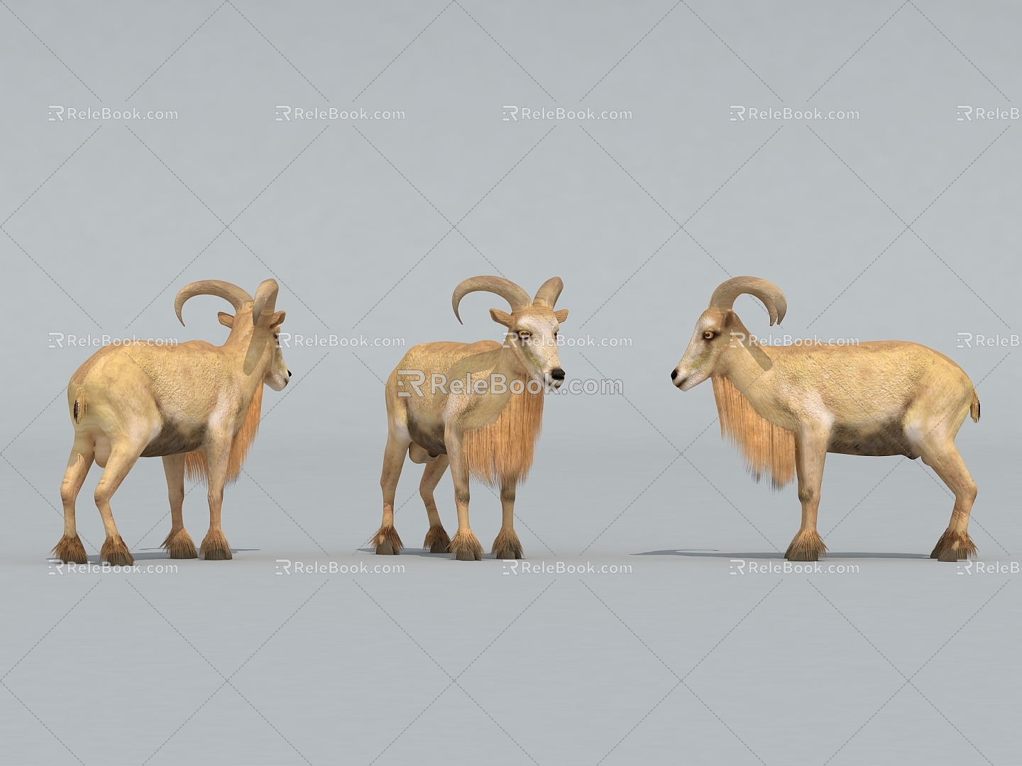 Sheep Goat 3d model