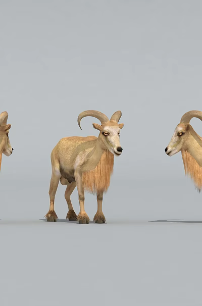 Three Horned Reptiles Displaying Different Postures On Plain Gray Surface 3d model